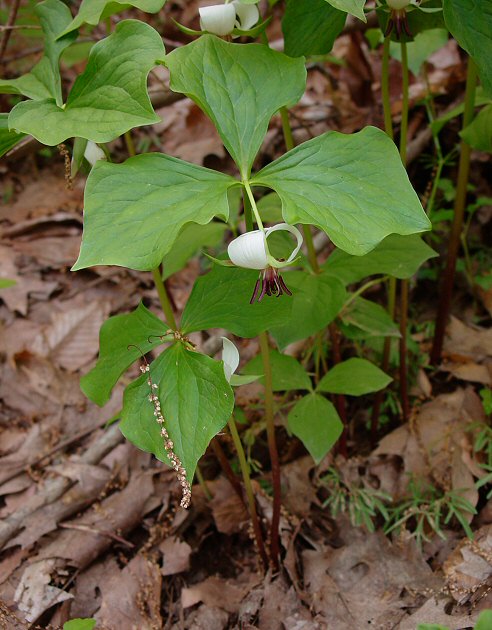 معرفی و راهنمای پرورش گیاهان زینتی فضای باز - تریلیوم قرمز